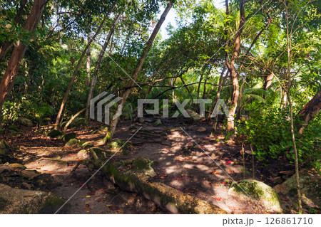 Lush green forest clearing featuring tall trees, scattered rocks Lush green forest clearing featuring tall trees, scattered rocks 126861710