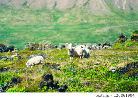 Family of sheep on green hill with wildflower, surrounded by mountain in rural scene Family of sheep on green hill with wildflower, surrounded by mountain in rural scene 126861904