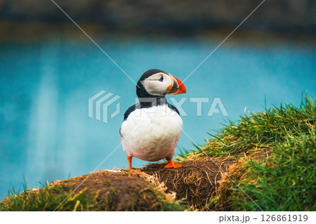 Adorable Atlantic puffin living on coast of ocean during breeding season in summer at Iceland Adorable Atlantic puffin living on coast of ocean during breeding season in summer at Iceland 126861919
