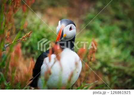 Atlantic puffin living on coast of ocean with wildflower during breeding in summer at Iceland Atlantic puffin living on coast of ocean with wildflower during breeding in summer at Iceland 126861925