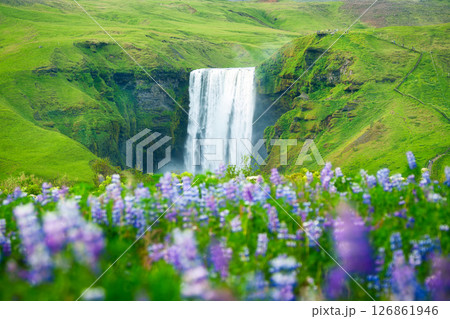 Skogafoss waterfall flowing through lush mountain and purple lupine flower blooming at Iceland 126861946