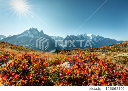 Mount Blanc massif with wildflower during trail on sunny day at Chamonix, France Mount Blanc massif with wildflower during trail on sunny day at Chamonix, France 126862101