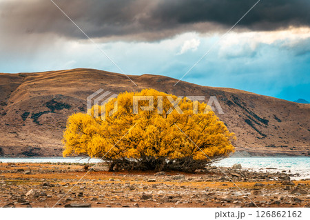 Golden yellow leaves of Willow Tree growing by the lake and dry mountain background in autumn Golden yellow leaves of Willow Tree growing by the lake and dry mountain background in autumn 126862162