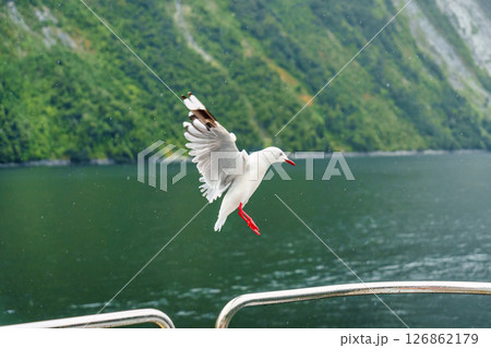 Red billed gull flying in tropical forest and lake during the rain Red billed gull flying in tropical forest and lake during the rain 126862179