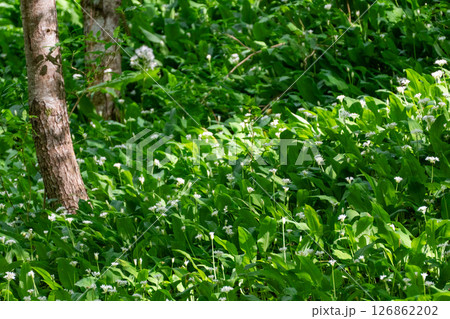 Wild Garlic Forest Green Leaves Flowers 126862202