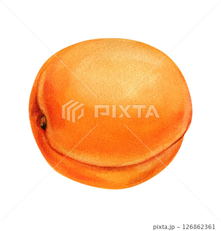 Juicy apricot fruit isolated on white. Watercolor hand painted summer fruit illustration for design, label, menu, packaging. Juicy apricot fruit isolated on white. Watercolor hand painted summer fruit illustration for design, label, menu, packaging. 126862361