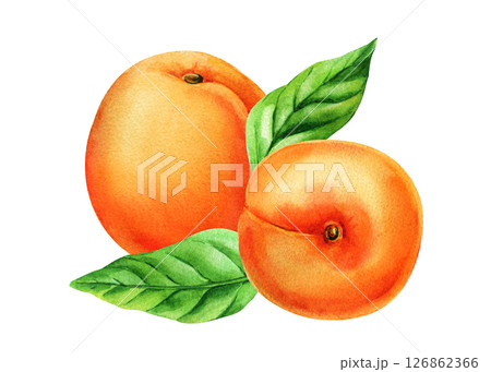 Watercolor apricot fruit green leaves, hand painted summer fruit illustration, whole apricots clipart natural food design isolated Watercolor apricot fruit green leaves, hand painted summer fruit illustration, whole apricots clipart natural food design isolated 126862366