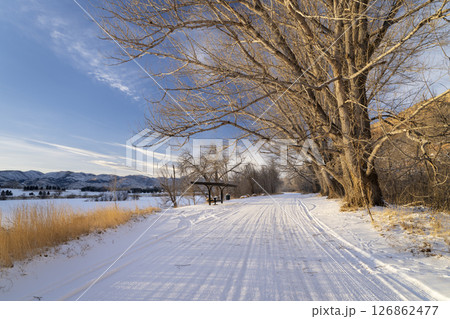 winter road at Colorado foothills with old cottonwood trees winter road at Colorado foothills with old cottonwood trees 126862477