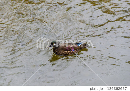 Mallard or wild ducks (Anas platyrhynchos) Mallard or wild ducks (Anas platyrhynchos) 126862687