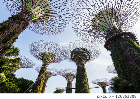 Low-angle view of the Supertree Grove at Gardens by the Bay in Singapore, there is an exhilarating light and musical show at night. 126862889