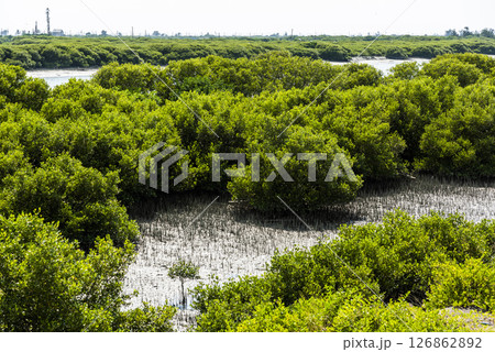 View of the Beimen Mangrove Ecological Reserve in Tainan, Taiwan. mangrove is a shrub or tree that grows mainly in coastal saline or brackish water. View of the Beimen Mangrove Ecological Reserve in Tainan, Taiwan. mangrove is a shrub or tree that grows mainly in coastal saline or brackish water. 126862892