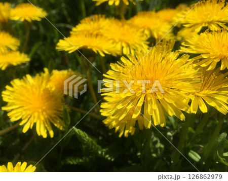 Yellow dandelions blooming in a sunlit field. 126862979