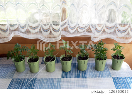 Marigold seedlings in individual green pots on a window in a wooden house Marigold seedlings in individual green pots on a window in a wooden house 126863035