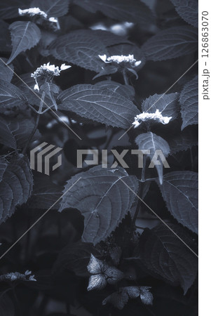 温故知新〜紫陽花の今昔 126863070