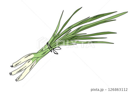 Bunch of scallion vegetable illustration, hand drawn fresh green onion bundle with roots and leaves 126863112