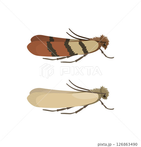 Indian Meal Moth and Webbing Clothes Moth. Indian Meal Moth and Webbing Clothes Moth. 126863490
