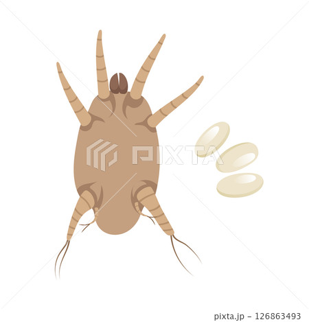 Ear Mite and Nits Laying Eggs, Otodectes cynotis, Pet Parasite. 126863493