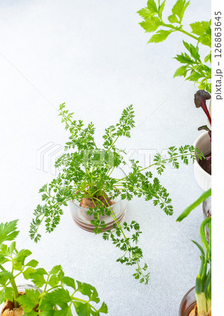 Growing from organic waste 126863645