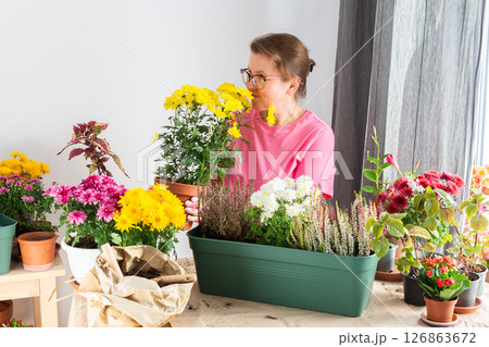 Woman 50 years old transplanting autumn flowers chrysanthemums and heathers into pots and holding a pot with a chrysanthemum and smiling, decorating a home terrace or balcony with flowers 126863672