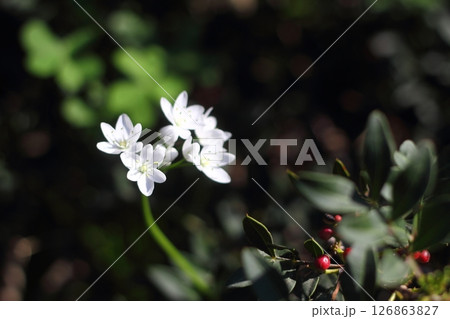 Beautiful flowers blooming in the garden, Bodrum Turkey 126863827