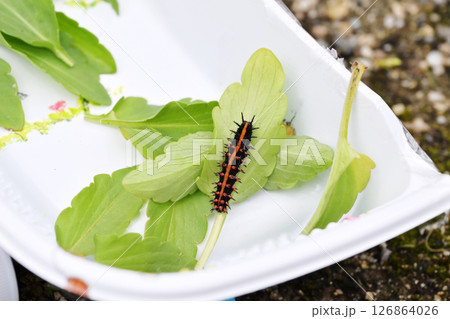 手に乗ったツマグロヒョウモンの幼虫 イメージ素材 手に乗ったツマグロヒョウモンの幼虫 イメージ素材 126864026