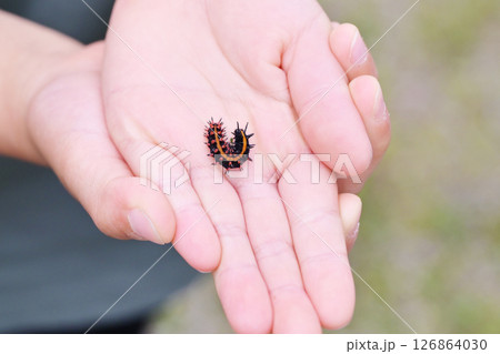 手に乗ったツマグロヒョウモンの幼虫 イメージ素材 手に乗ったツマグロヒョウモンの幼虫 イメージ素材 126864030