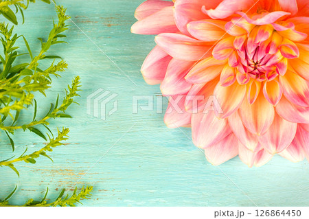 light pink dahlias with drops of water, macro. place for text 126864450