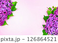 beautiful dark purple fresh lilac on the pink background, purple background 126864521