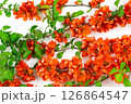 Japanese quince flower on white background close-up. place for text 126864547
