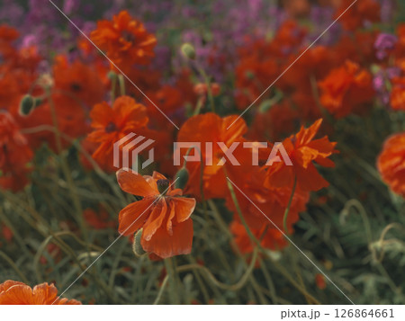 Vibrant close-up of blooming red-orange poppy flowers in a wildflower field with a soft focus background of green stems and purple blossoms. 126864661