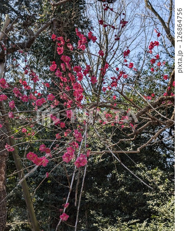 紅梅 紅梅 126864756