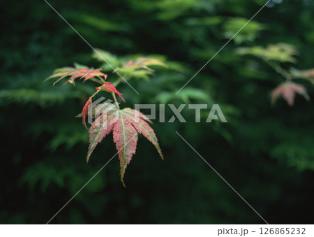 Material Dictionary Vol.94 Landscape of the Four Seasons and Peace. High quality photo 126865232