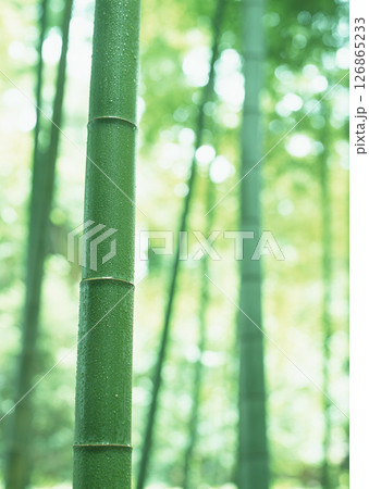 Dictionary of Materials Vol.146 Four Seasons. Japanese Flowers and Trees. High quality photo 126865233