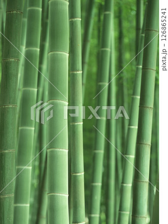 Dictionary of Materials Vol.146 Four Seasons. Japanese Flowers and Trees. High quality photo Dictionary of Materials Vol.146 Four Seasons. Japanese Flowers and Trees. High quality photo 126865241