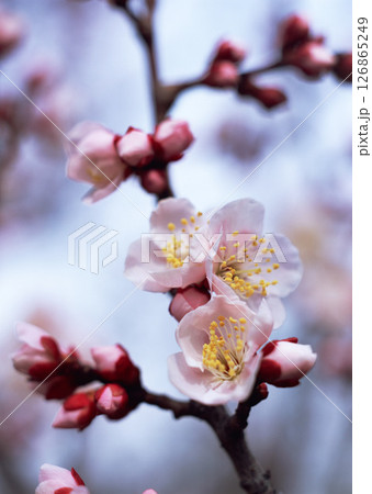 A detailed closeup view of a vibrant tree branch adorned with delicate pink flowers and fresh budding blooms, showcasing natures beauty 126865249