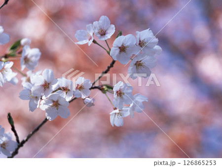 Dictionary of Materials Vol.146 Four Seasons. Japanese Flowers and Trees. High quality photo Dictionary of Materials Vol.146 Four Seasons. Japanese Flowers and Trees. High quality photo 126865253