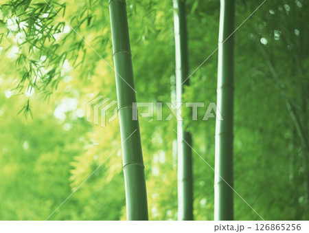 Dictionary of Materials Vol.146 Four Seasons. Japanese Flowers and Trees. High quality photo 126865256