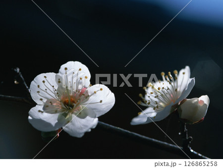A detailed closeup view of two delicate white flowers set beautifully against a dark background, enhancing their intricate details and beauty A detailed closeup view of two delicate white flowers set beautifully against a dark background, enhancing their intricate details and beauty 126865258