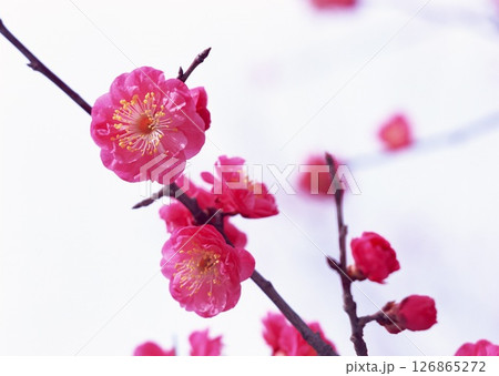 Dictionary of Materials Vol.146 Four Seasons. Japanese Flowers and Trees. High quality photo Dictionary of Materials Vol.146 Four Seasons. Japanese Flowers and Trees. High quality photo 126865272