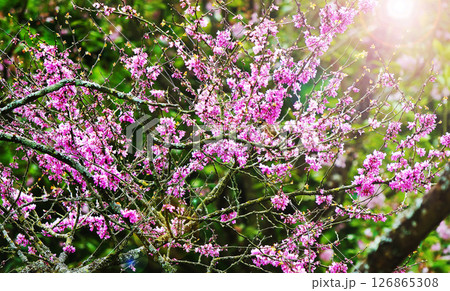 Cherry blossom in Japanese garden in France (or Germany or Belgium) 126865308