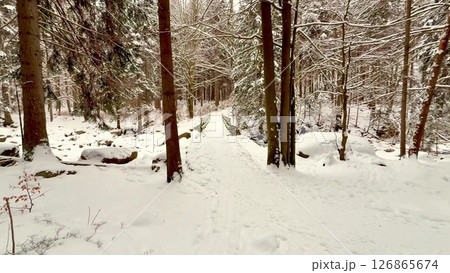 A Peaceful and Serene Winter Forest Pathway Completely Surrounded by SnowCovered Trees 126865674