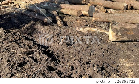 Captivating Natural Landscape Featuring Logs and Soil Elements, a True Visual Delight Captivating Natural Landscape Featuring Logs and Soil Elements, a True Visual Delight 126865722