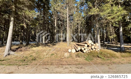 A Serene Forest Scene Featuring Beautifully Stacked Logs Surrounded by Tall Trees in Nature 126865725