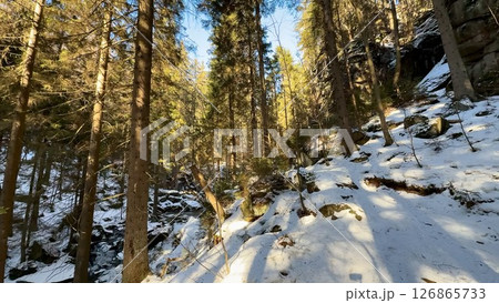 A Peaceful and Serene Winter Forest Pathway with SnowCovered Ground and Tall Trees Lo 126865733