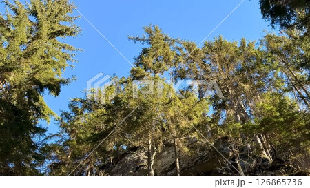 The Serene Forest Canopy Spreading Under a Clear Blue Sky, Inviting You to Explore Nature The Serene Forest Canopy Spreading Under a Clear Blue Sky, Inviting You to Explore Nature 126865736