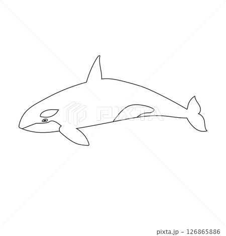 Vector flat hand drawn outline killer whale 126865886