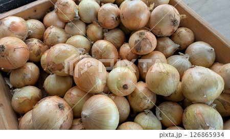 淡路島の新玉ねぎ 126865934