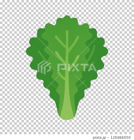 陽光生菜平面插圖 陽光生菜平面插圖 126866050