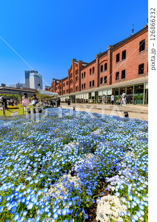 神奈川県 横浜市 横浜赤レンガ倉庫 FLOWER GARDEN 2025 神奈川県 横浜市 横浜赤レンガ倉庫 FLOWER GARDEN 2025 126866232