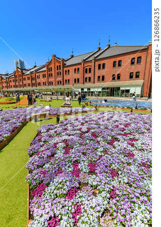 神奈川県　横浜市　横浜赤レンガ倉庫　FLOWER GARDEN 2025 126866235